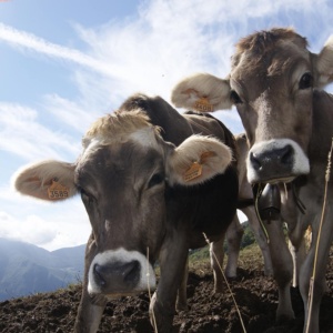 Intervento SRD02 – Azione D "Investimenti produttivi agricoli per il benessere animale"
