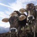 Intervento SRD02 – Azione D "Investimenti produttivi agricoli per il benessere animale"