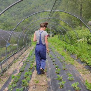Opportunità di innovazione per le aree rurali nel quadro della transizione ecologica Il capitale agroalimentare, territoriale e sociale