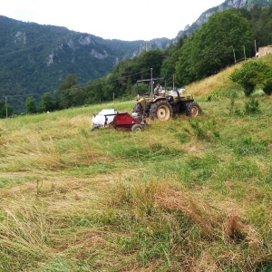 Raccolta dimostrativa del fiorume locale