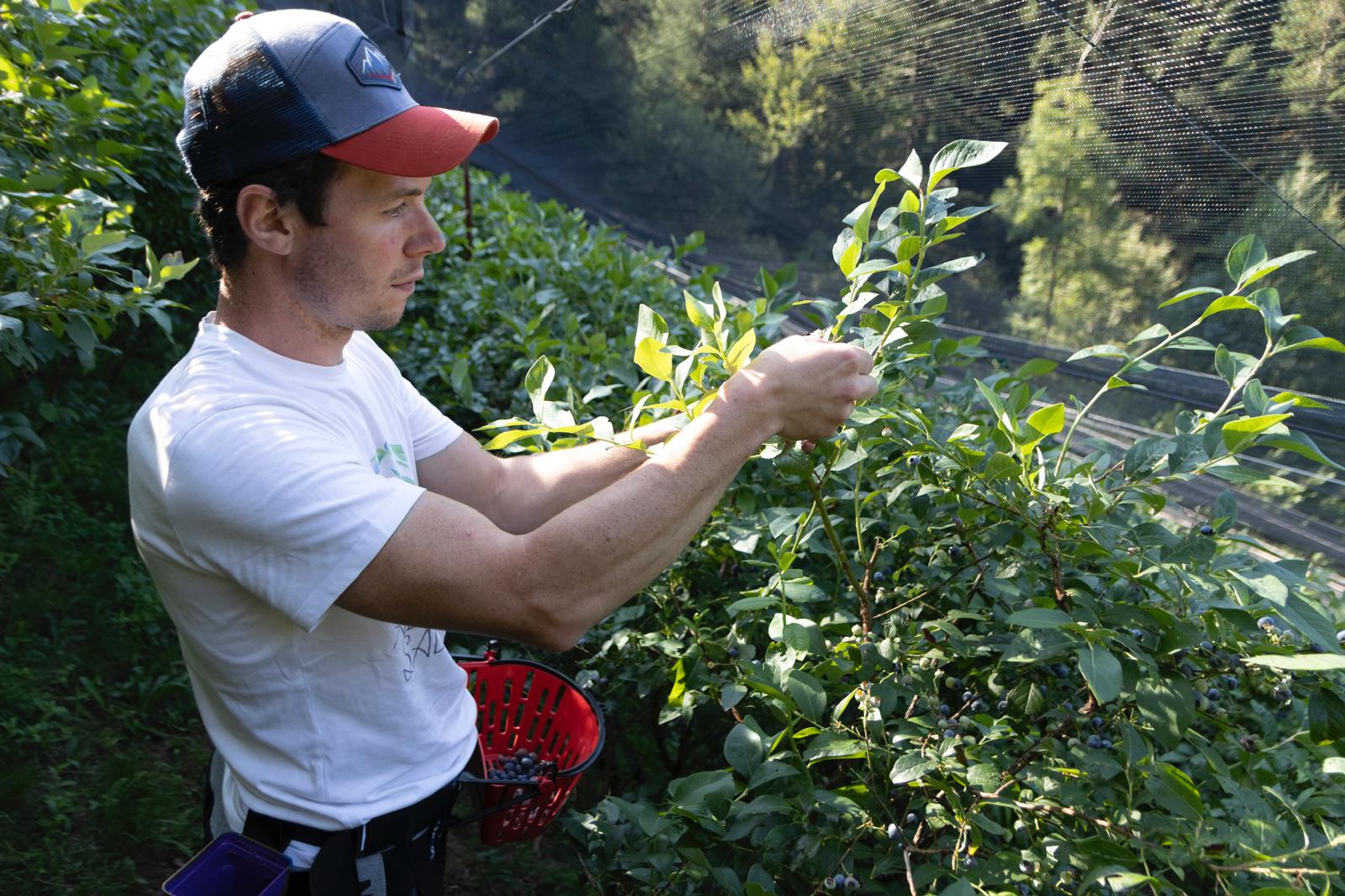 3 mirtilli ornica 3 mirtilli ornica