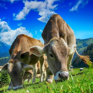 Proroga scadenza Bando Operazione 4.1.01 - Incentivi per investimenti per la redditività, competitività e sostenibilità delle aziende agricole